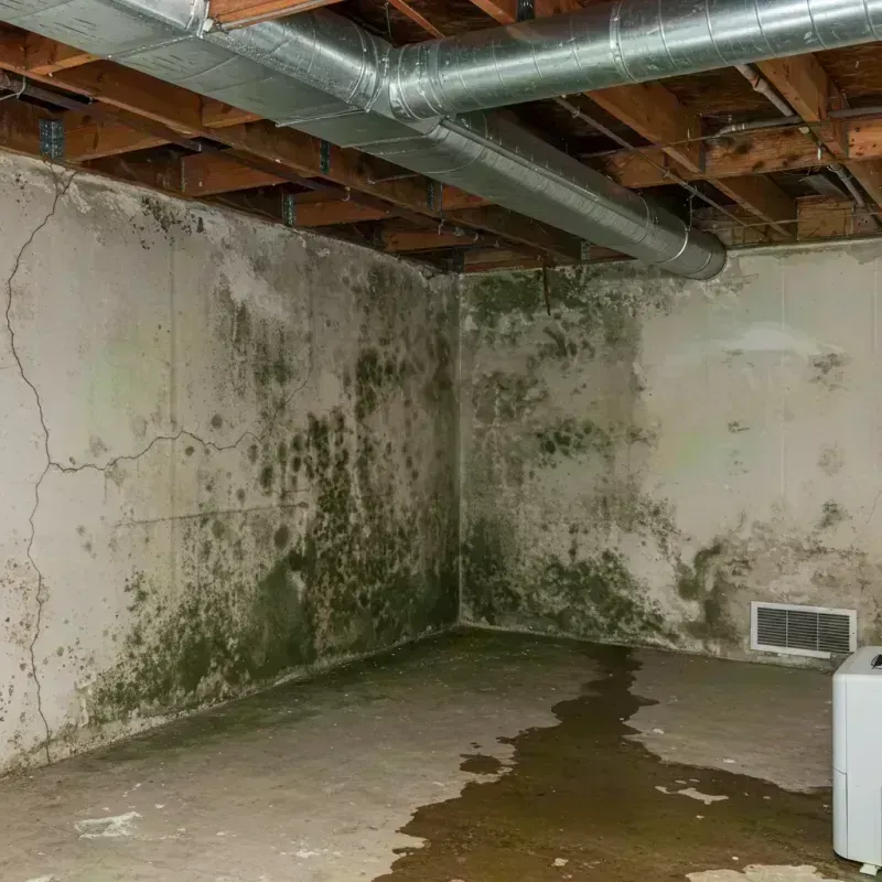 Professional Mold Removal in Ralls County, MO